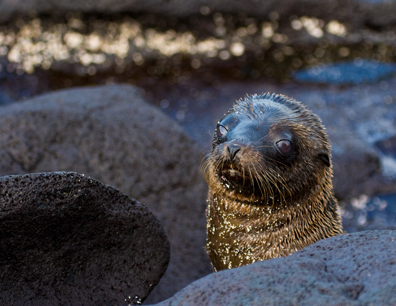 Galápagos Sealion